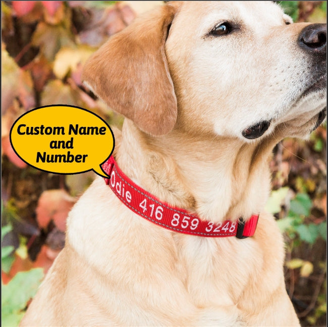 Personalized Reflective Nylon Dog Collar