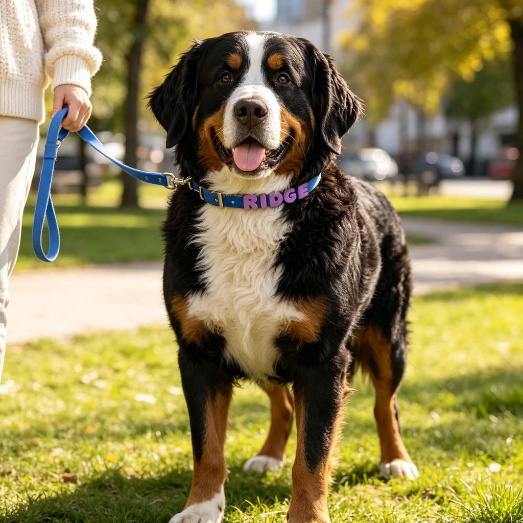 A Bernese mountain dog standing on grass in a sunny park, wearing a blue collar with the name 'RIDGE' in purple letters and holding a blue leash. A person in a cream sweater is partially visible on the left.