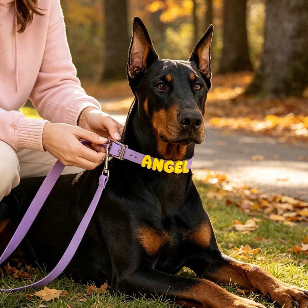 A black and tan Doberman dog lying on grass in an outdoor park setting, wearing a purple collar with the name 'ANGEL' in yellow letters. A person in a pink sweater is kneeling beside the dog adjusting the collar and leash.