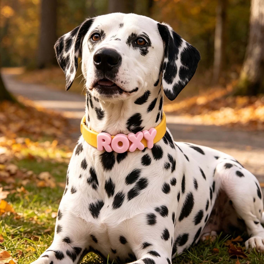 Personalized Dog Collar with Letter Charms – Custom Waterproof Silicone Collar & Leash Set