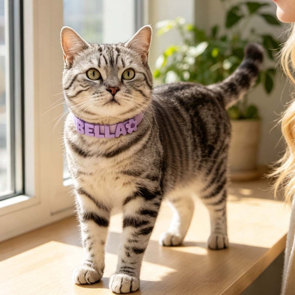 A gray tabby cat wearing a purple pet collar with the name 'BELLA' and a star, standing on a wooden windowsill in a bright room.