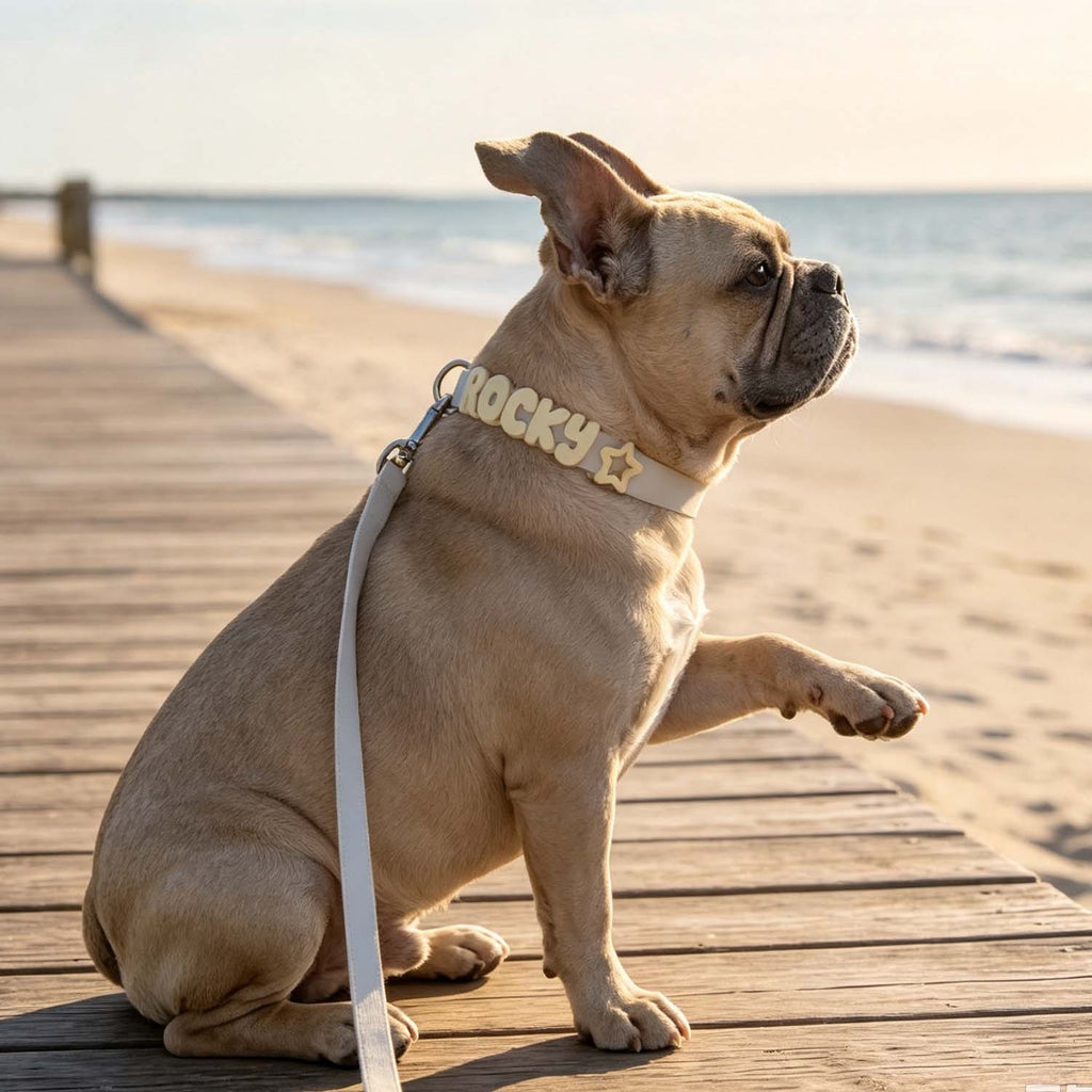 A fawn French Bulldog sits on a wooden boardwalk by the beach, wearing a cream-colored collar with the name 'ROCKY' and a star in gold-tone letters, attached to a matching leash.