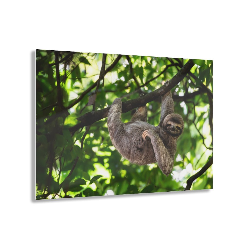 Cute Hanging Sloth Acrylic Print - Puffin Lime