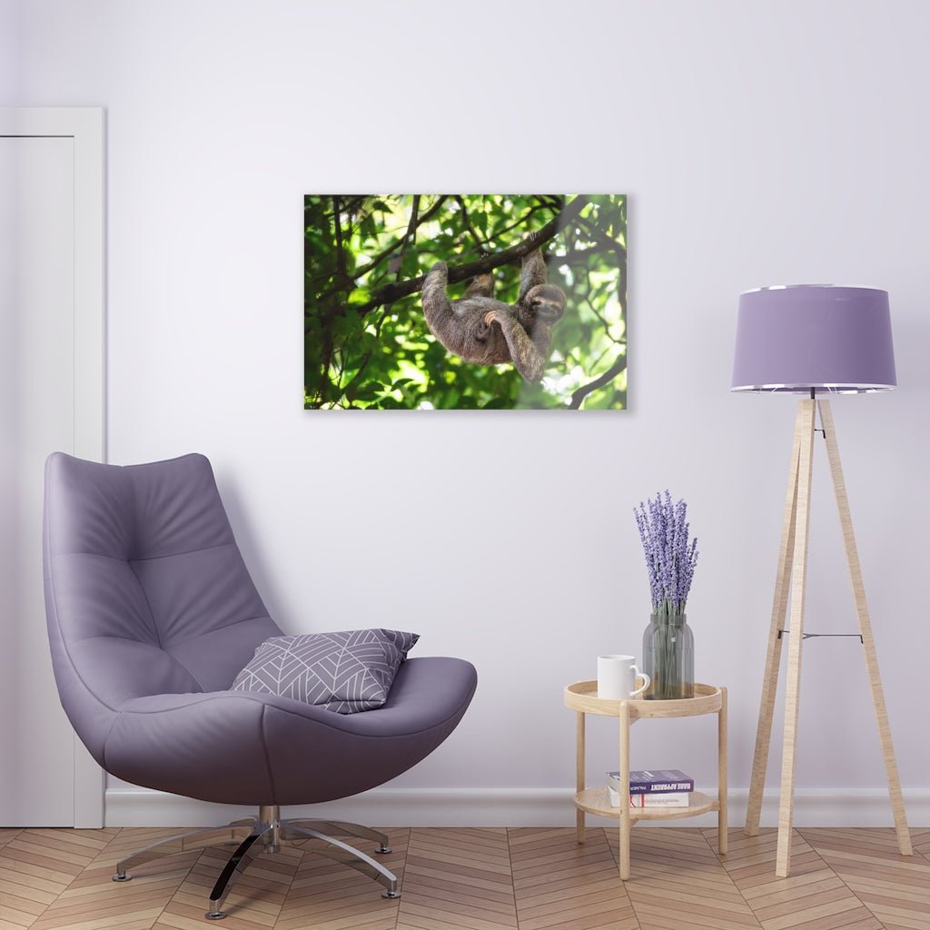 Cute Hanging Sloth Acrylic Print - Puffin Lime