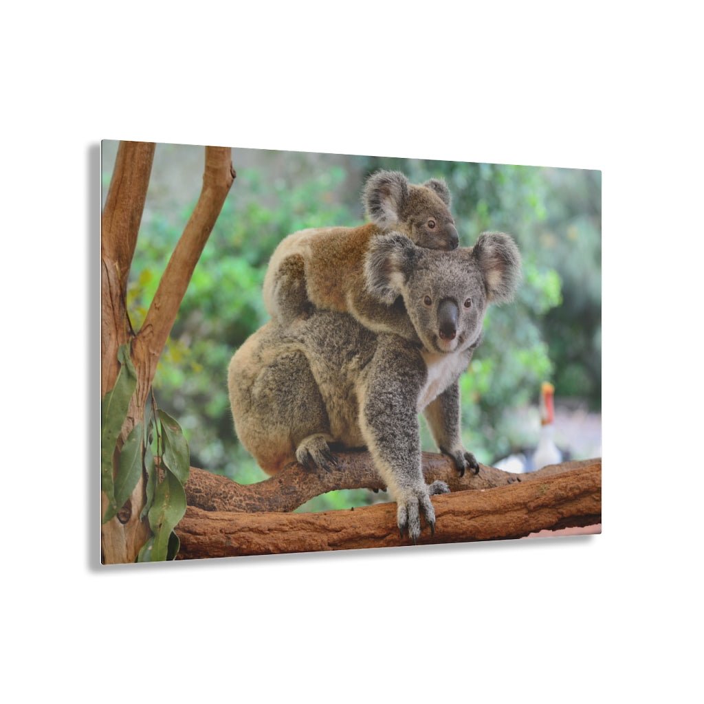 Mom and Baby Koala Bears Acrylic Print - Puffin Lime