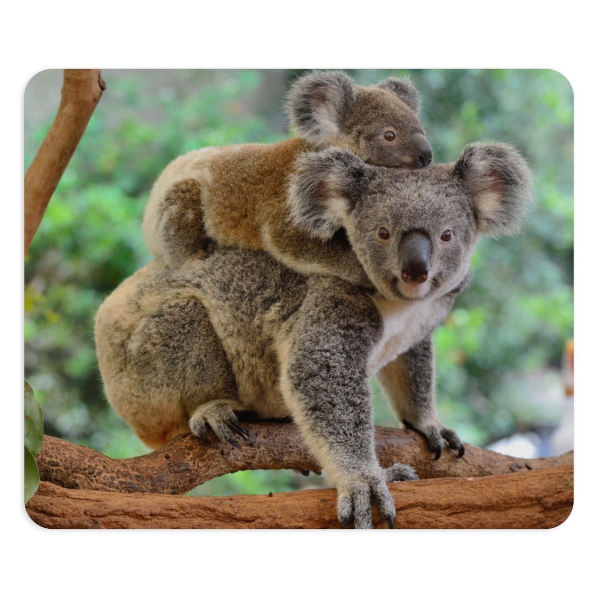 Mom and Baby Koala Bears Mouse Pad - Puffin Lime